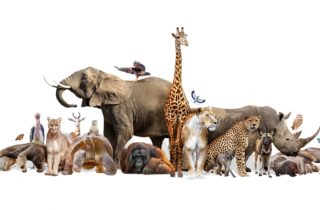 5 Interesting Facts about Animals Which You Didn’t Know